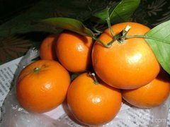 沃柑种植技术