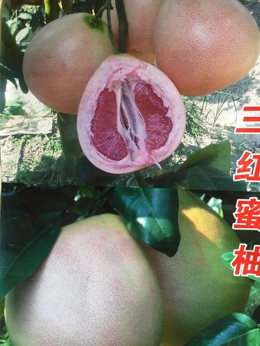 水果树扦插与种籽育苗的区别 --柚子苗