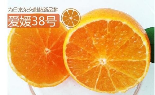 爱媛38形态特征