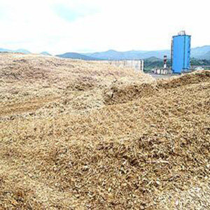 菌类栽培基质甘蔗渣