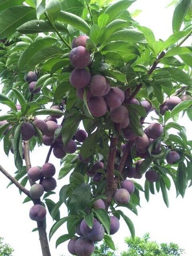 李子苗销售商家为大家介绍李子苗的开花结果
