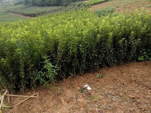 李子苗的三种种植的生长状况