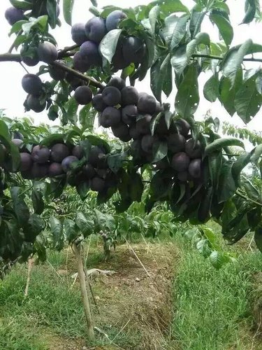 李子苗栽培技术