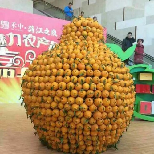 不知火种植技术