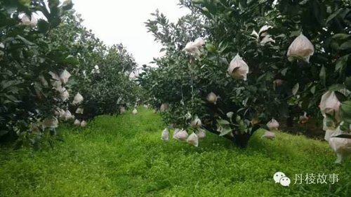 哪些地方适宜种植不知火