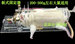 固定器~大鼠固定器~200g大鼠实验~北京厂家