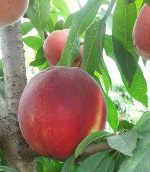 胭脂脆红桃批发服务提供|仁寿县净土生态种养