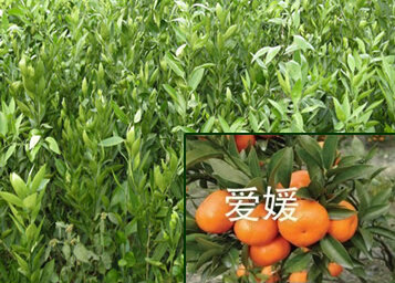 鳌山果业告诉你导致桃树苗叶片发黄的因素有哪些?