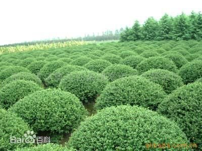 盆景在园林绿化中的作用