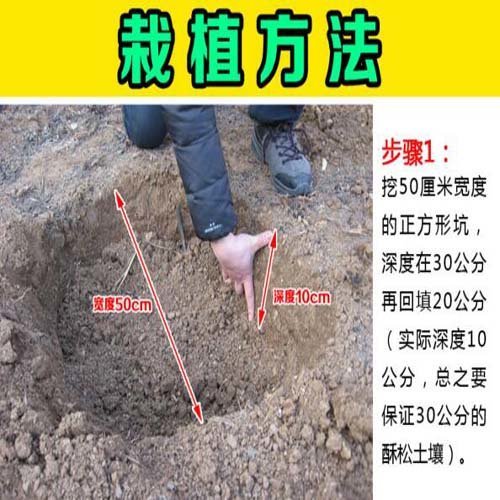 果树烂根,八成是因为这些原因!