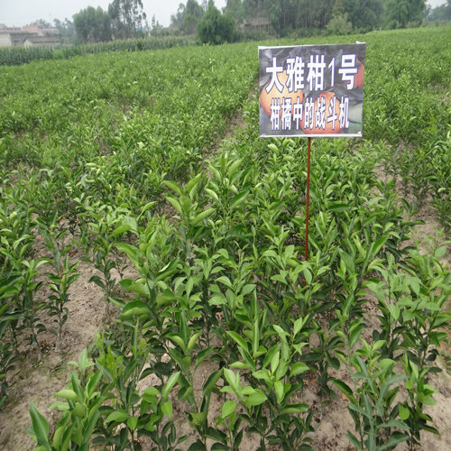 如何栽植柑橘苗
