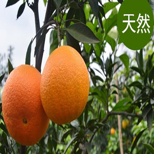 如何給柑橘科學施肥