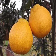 如何栽植柑橘苗
