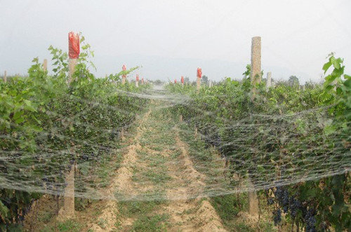 碩果季來臨 需防鳥網助陣