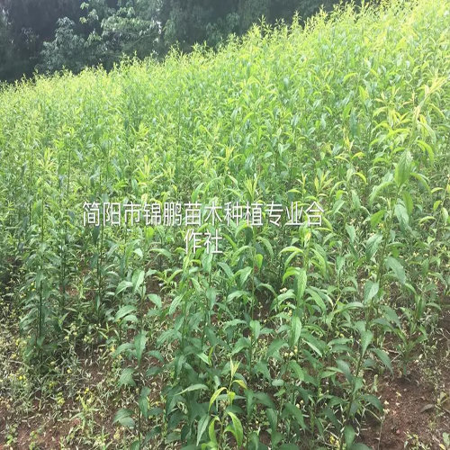 蜂糖李--中國四川山區4000斤李子被深圳愛心人士搶購一空