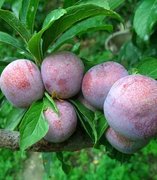 脆红李品种特性简介及栽培技术要点