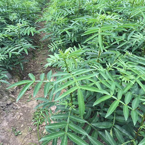 麻源藤椒苗为您介绍种植藤椒藤椒的用途