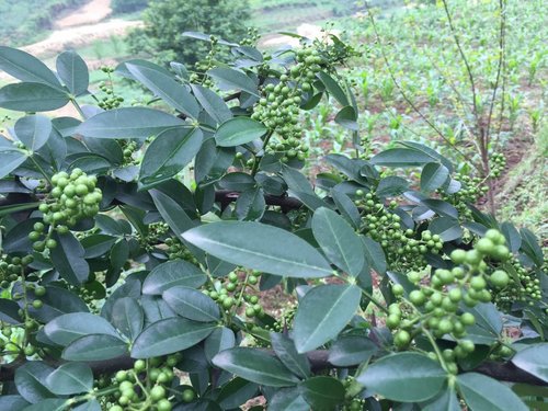 藤椒麻椒和花椒的区别