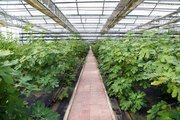 無花果的5種營養做法