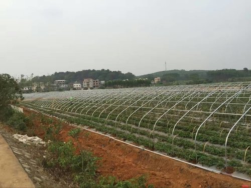 广西育苗温室大棚厂雨季如何防雨