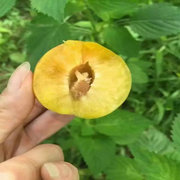 蜂糖李子苗的見建園