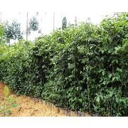 贵阳苗木销售公司告诉你植物养护技术及维护标准