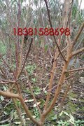 種植核桃苗要注意哪一些問題？