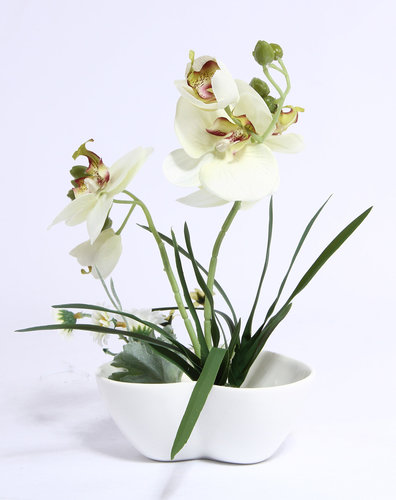 贵阳花卉公司解析蝴蝶兰
