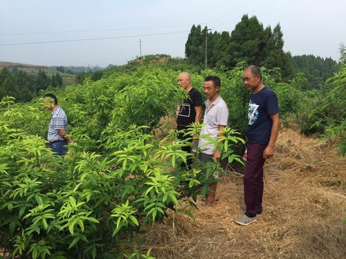 藤椒苗的种植技术