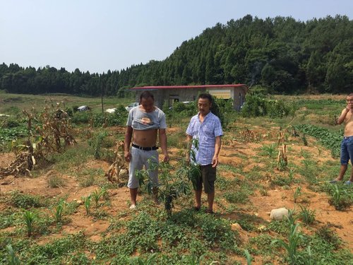 麻源藤椒苗给你介绍藤椒和花椒的选购技巧