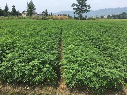 麻源藤椒苗给你介绍藤椒的植物学特性