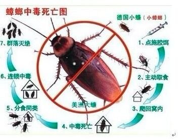 对于家庭蟑螂的防治