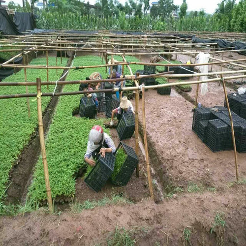 藤椒栽培繁殖方法