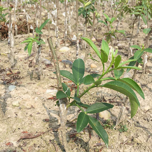 凉山藤椒苗种植合作社解析藤椒嫁接苗的栽植时期与密度