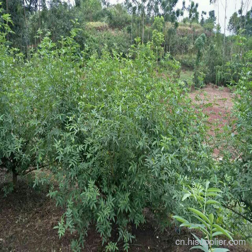藤椒直生苗种植地