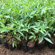藤椒培育、系统的种植藤椒技术