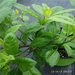 保健野菜批發提供野菜