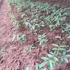 藤椒嫁接苗種植基地