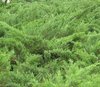 貴州綠化苗木