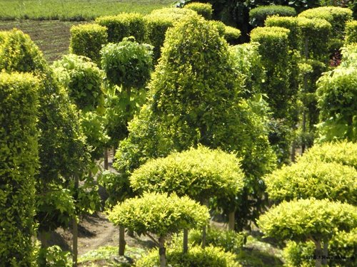 苗木种植灌溉方法
