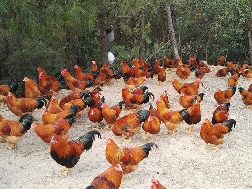鸡苗养殖所需要注意的问题