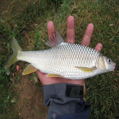 所属纲目多鳞白甲鱼(onychostoma macrolepis)原名多鳞颜颌鱼,属鲤形