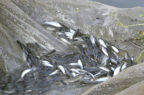 四川鱼苗基地是怎样繁育各种鱼苗的呢?