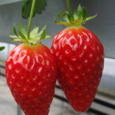 重庆草莓园采摘价格-海商网,水果瓜类产品库