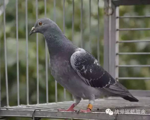 什么是赛鸽的状态?