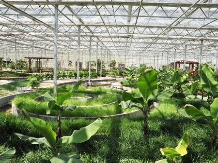 如何选择合适的温室大棚中材料和类型