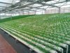 上海陽光板溫室建設