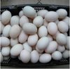 欽州紅心海鴨蛋供應