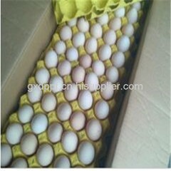欽州紅心海鴨蛋銷售
