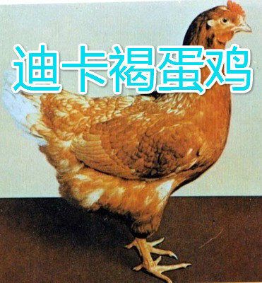 貴州蛋雞苗養殖的優勢有哪些